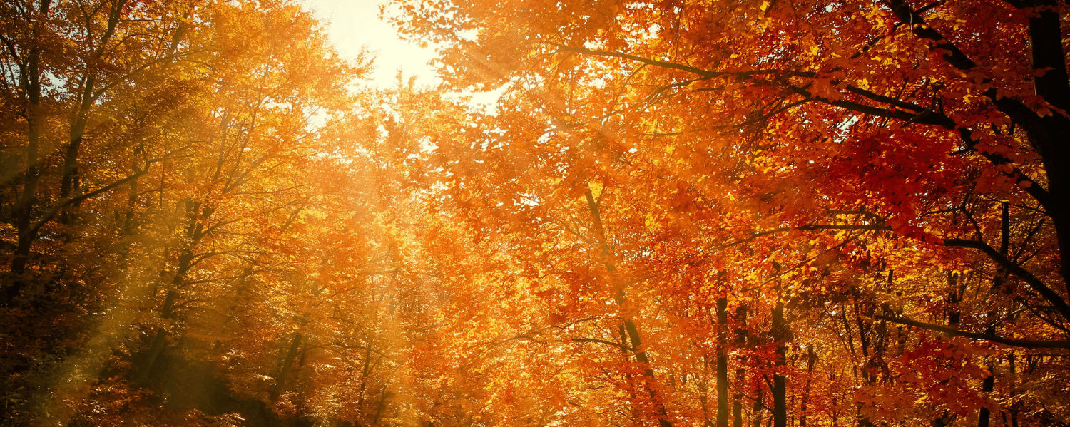 A sun-drenched autumn forest with trees full of orange and red leaves. Sun rays break through the canopy and illuminate the path that meanders through the forest.